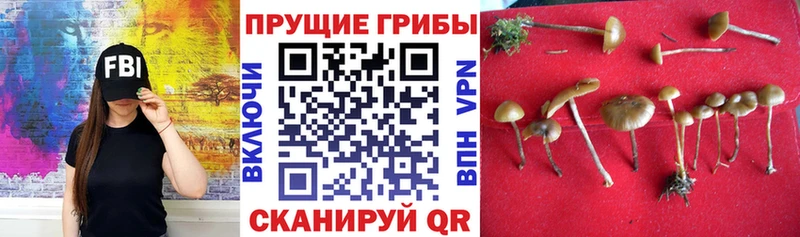 МЕГА ссылка  Почеп  Псилоцибиновые грибы GOLDEN TEACHER 